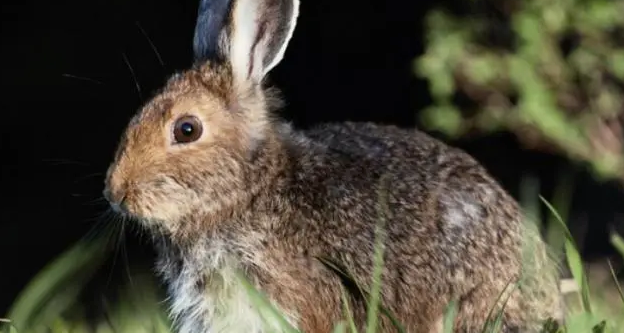 想知道华南兔的生活习性？来这里看看
