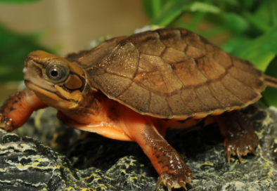 金钱龟寿命有多长，不知道的快来做笔记吧！