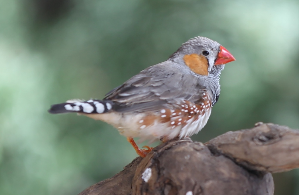 斑胸草雀如何饲养?看这里~ 斑胸草雀如何饲养?看这里~