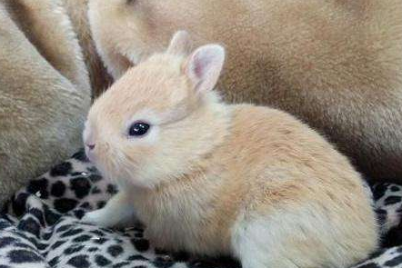 迷你雷克斯兔介绍，可以瞧瞧~