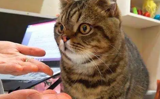 养猫须知：猫会传染新型冠状病毒肺炎吗？