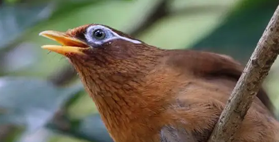画眉鸟怎么养才爱叫，学会这些方法就OK咯！