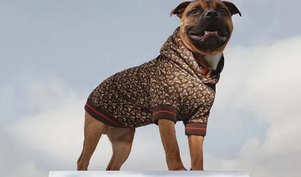 给宠物买衣服，你舍得花多少钱？