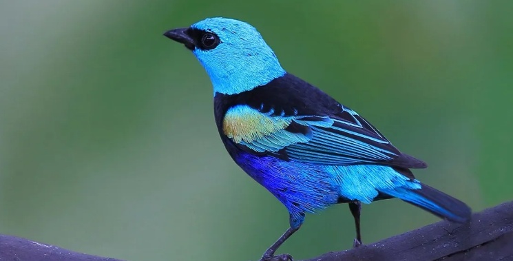 蓝眉唐加拉雀可以吃哪些食物？主人快来get一下