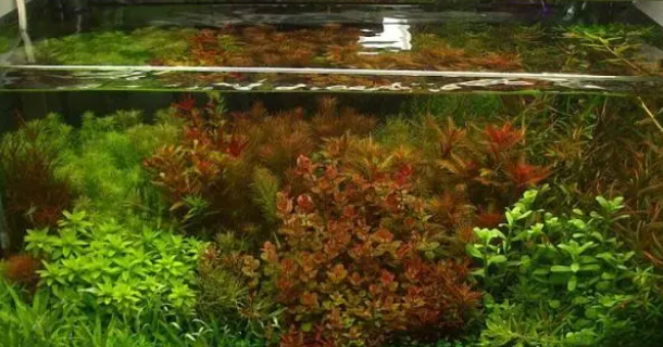 水草的栽种方法有哪些？需要如何管理？