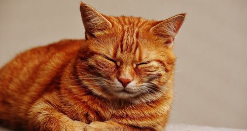 猫窝臭能喷香水吗,猫窝有味道能不能喷香水 猫窝臭能喷香水吗,猫窝有味道能不能喷香水