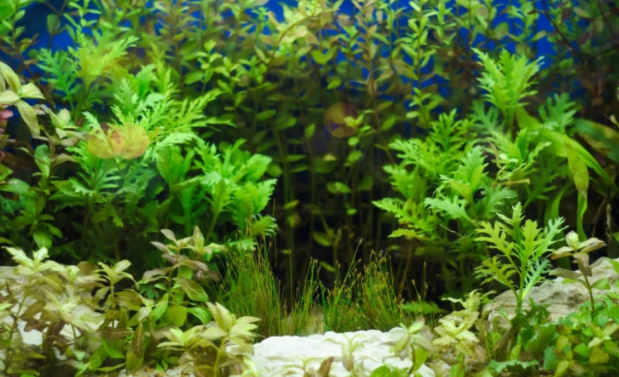 水草，你真的了解吗？