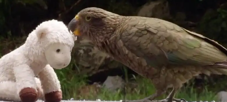 一起来了解一下啄羊鹦鹉平均寿命吧！