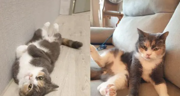 拒绝花式剪指甲，两步掌握给猫猫剪指甲