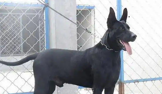 黑狼犬纯不纯怎么分辨？技巧在这里！