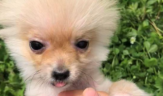 博美几个月最丑？新手们了解吗？