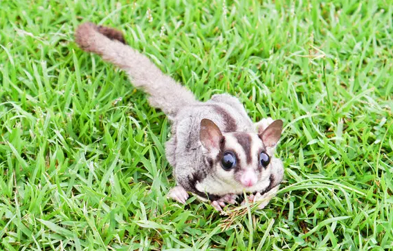 人工饲养蜜袋鼯能活几年?赶紧点进来看看 人工饲养蜜袋鼯能活几年?赶紧点进来看看