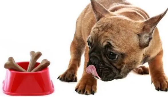 零食用来奖励狗狗?选对零食,能给狗狗好处 零食用来奖励狗狗?选对零食,能给狗狗好处