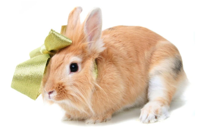 兔子不吃兔粮怎么办 教你如何处理 兔子不吃兔粮怎么办 教你如何处理