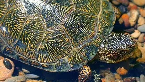 艾氏拟水龟寿命超百年，专家爆出惊天内幕！