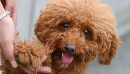 泰迪断尾什么时间最好？铲屎官需要get一下