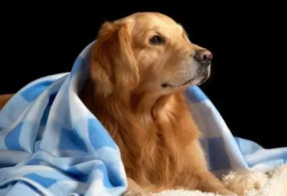 宠物最佳的营养品是“营养膏”，看完以下分析，你还这么认为吗