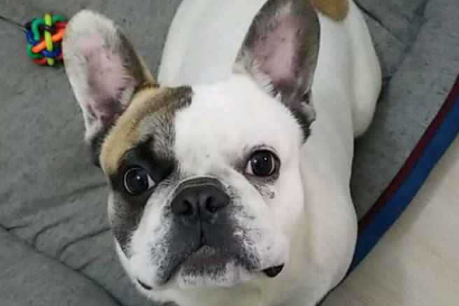 法牛犬价格什么颜色贵？看完这篇文章，90%的人看一眼就会!