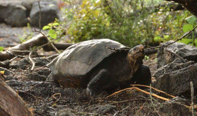 加拉帕戈斯象龟有大象那么大吗?长见识的时候到了! 加拉帕戈斯象龟有大象那么大吗?长见识的时候到了!