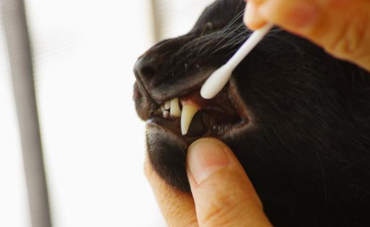 快来了解：猫牙结石可以自己抠掉吗？