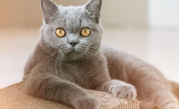 给猫买了给猫买了猫抓板，可猫还是喜欢挠家具