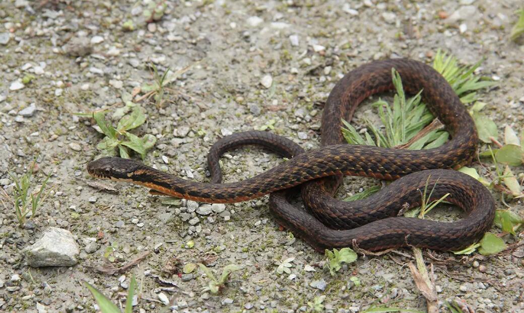 锈链腹链蛇最大有多少斤？看完你就知道了