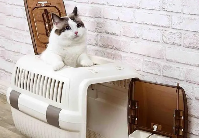 养猫小知识：猫航空箱怎么解决拉屎问题？