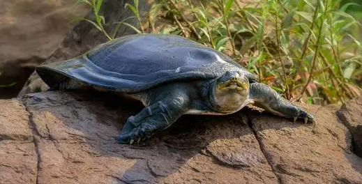 萌宠小知识:软壳龟如何饲养? 萌宠小知识:软壳龟如何饲养?