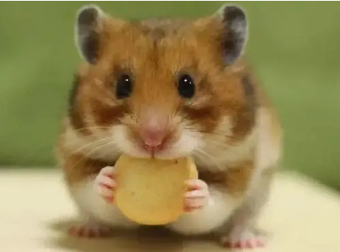 最简单的自制仓鼠粮教程，请查收~