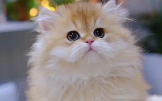 金渐层是美短还是英短?看完你就知道了! 金渐层是美短还是英短?看完你就知道了!