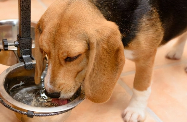 狗狗更换狗粮需要过渡期吗？来了解一下