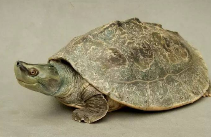 潮龟的价格多少，你们知道吗？