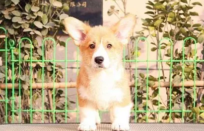 柯基几个月吃钙片合适，柯基几个月吃钙才不会扒蹄