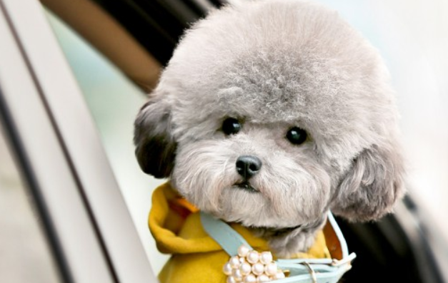 灰泰迪居然有尴尬期？那么几个月结束呢？