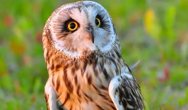 猫头鸟是保护动物吗?这篇文章来告诉你 猫头鸟是保护动物吗?这篇文章来告诉你