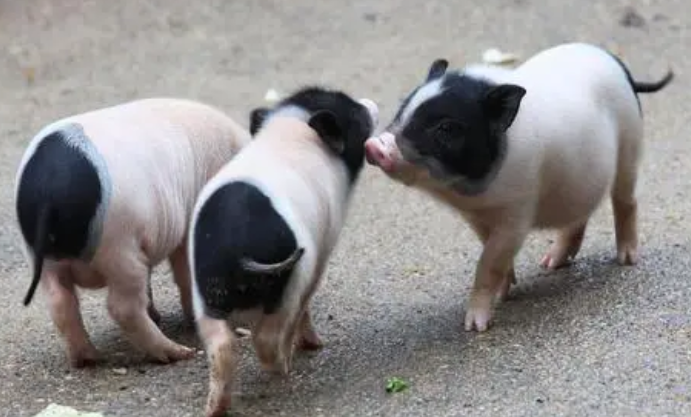 小香猪为什么老哼哼?可能有这三种原因 小香猪为什么老哼哼?可能有这三种原因