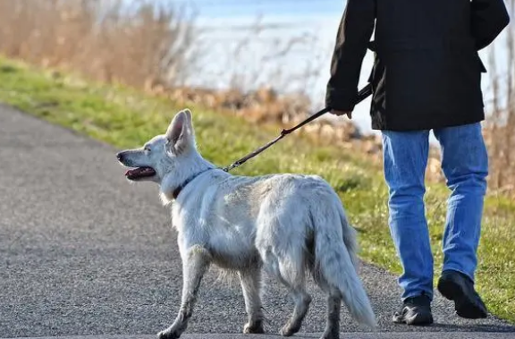 一拿牵引绳狗狗就想跑？狗狗可能是有5个想法要表达