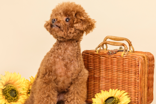 飞耳泰迪是不是人工做出来的？想了解就来看看