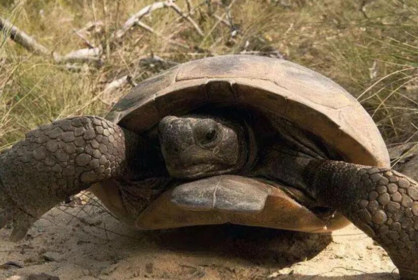 没想到，墨西哥地鼠龟竟然这么能吃！