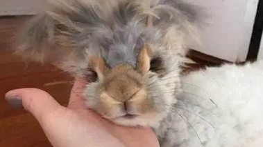 缎毛安哥拉兔价格是多少？可千万别被骗了哦~