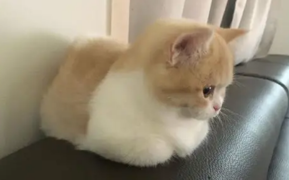 猫咪夏天揣手手什么意思？它可能不想被剪指甲