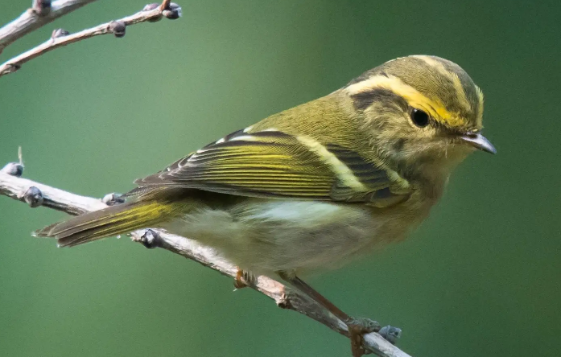 黄腰柳莺吃什么？饲主来了解下吧