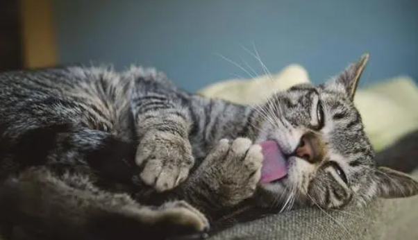 猫咪超爱吃营养膏的，但是日常真有必要天天吃吗？营养品别乱吃