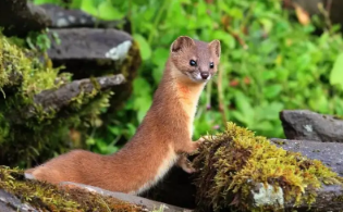 香鼠好养吗？一文替你解答！