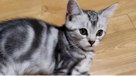 美短各阶段体重标准，速来了解！