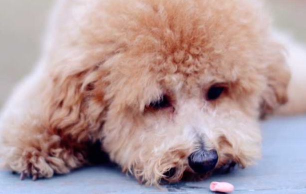 狗狗吃了防腐剂怎么办？这里有解决方法~