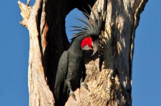 棕榈凤头鹦鹉寿命多长？想养的人看看！