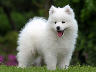 熊版萨摩耶和狼版萨摩耶区别，一文教你分辨！