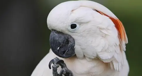 摩鹿加凤头鹦鹉叫声怎么样？好听吗？