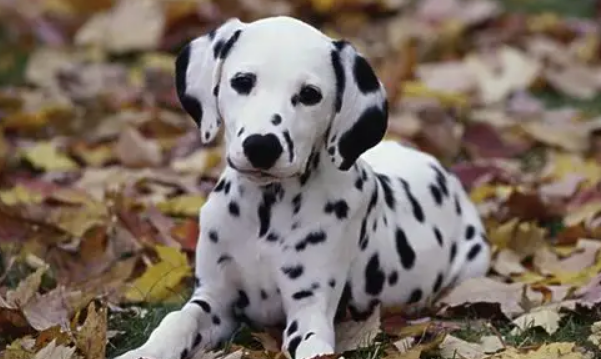 斑点狗属于什么型犬？一篇文章带你认识斑点狗